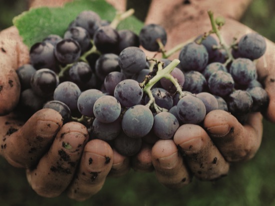 完全由精選的Montepulciano葡萄釀製而成。